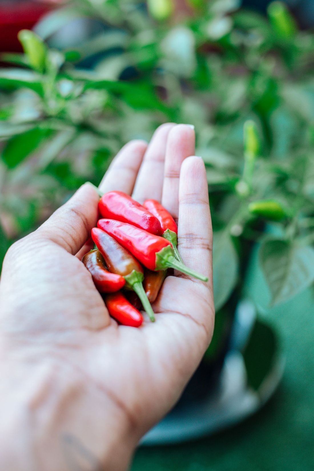 Cabai merah segar di tangan